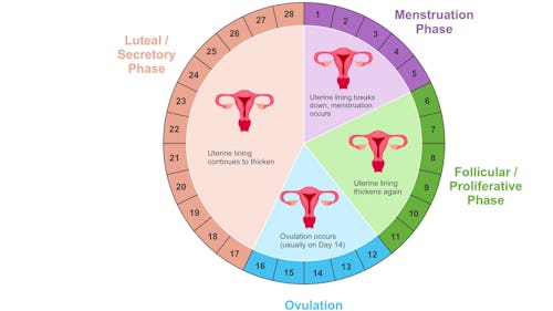 Image illustration of the ovarian cycle, including the phases: follicular phase, ovulation and luteal phase