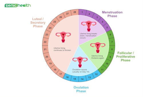 Image illustration of the ovarian cycle, including the phases: follicular phase, ovulation and luteal phase