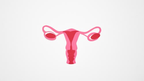 A picture of the female reproductive system, showing the uterus, ovaries and cervix