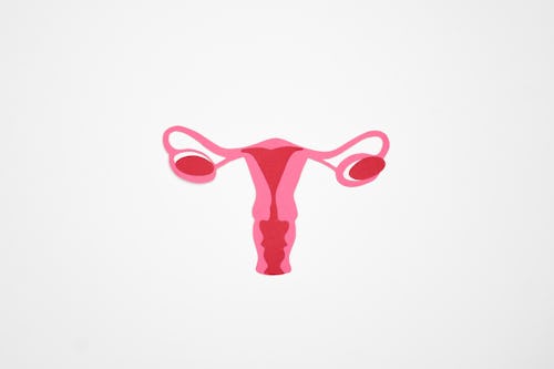 A picture of the female reproductive system, showing the uterus, ovaries and cervix