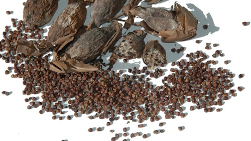 seeds of alligator pepper (Aframomum danielli) a west African spice with many health benefits
