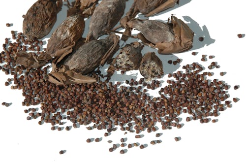 seeds of alligator pepper (Aframomum danielli) a west African spice with many health benefits