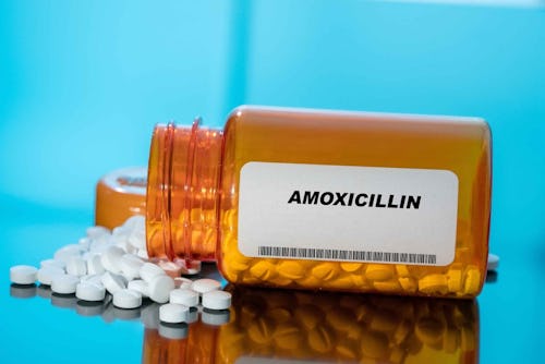 Amoxicillin antibiotic drug for treating bacterial infections like stomach ulcers