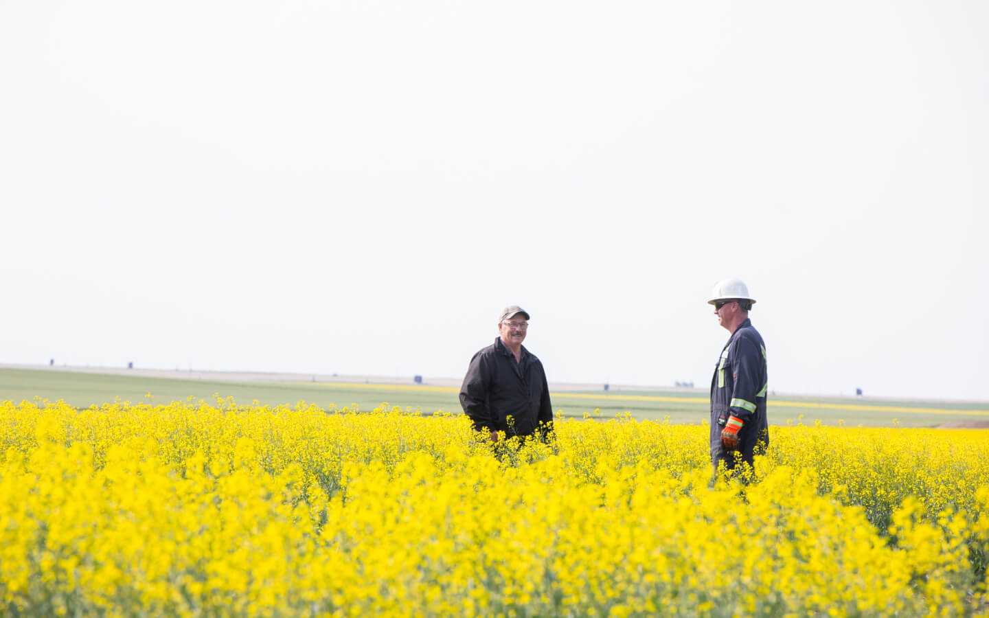 An oil worker and a farmer chat in a canola field.
