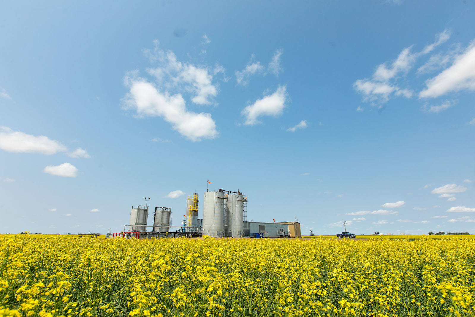 An oil rig in a canola field.