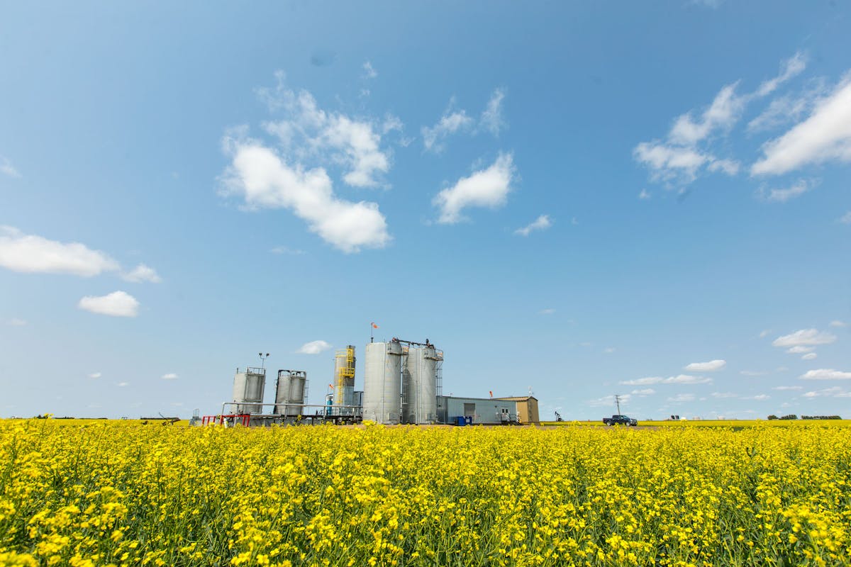 An oil rig in a canola field.