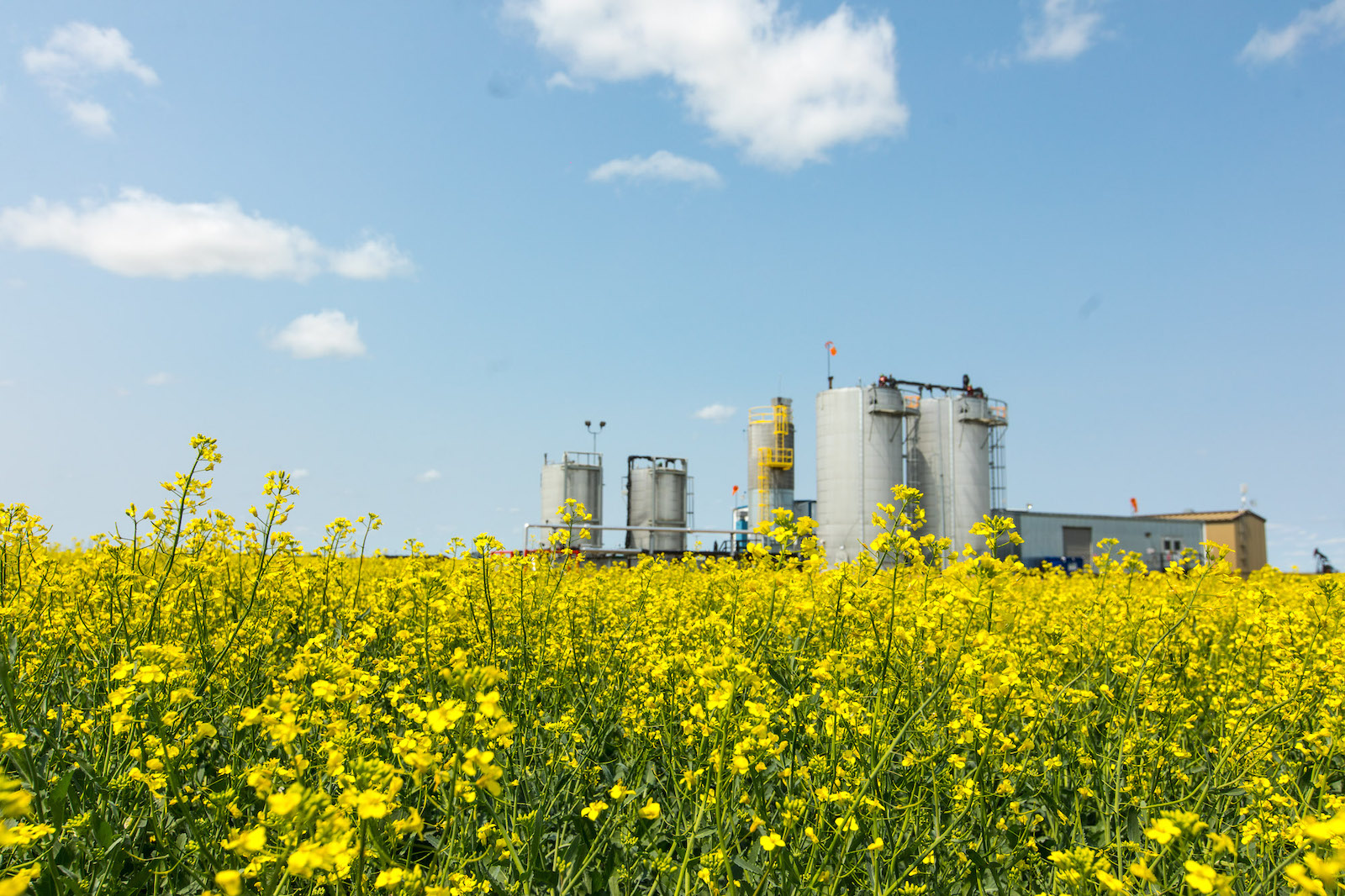 A field of yellow canola, with an oil rig in the background.