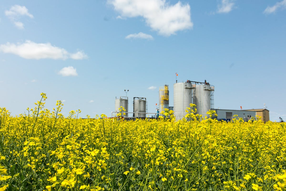 A field of yellow canola, with an oil rig in the background.