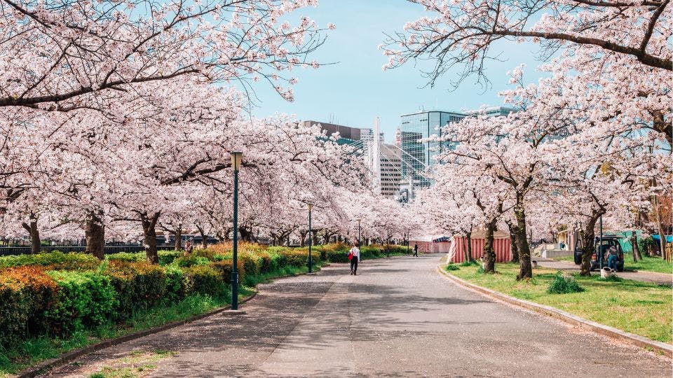 Macon Cherry Blossom