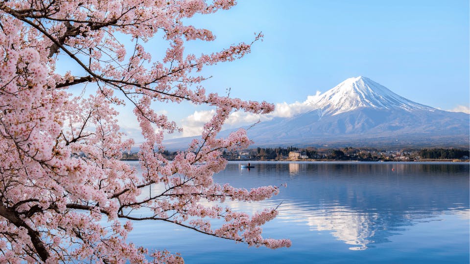 Japan - Cherry blossom