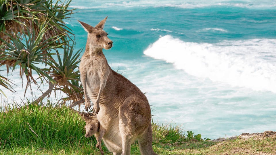 Kangaroo Island: Australia’s Wildlife Wonderland