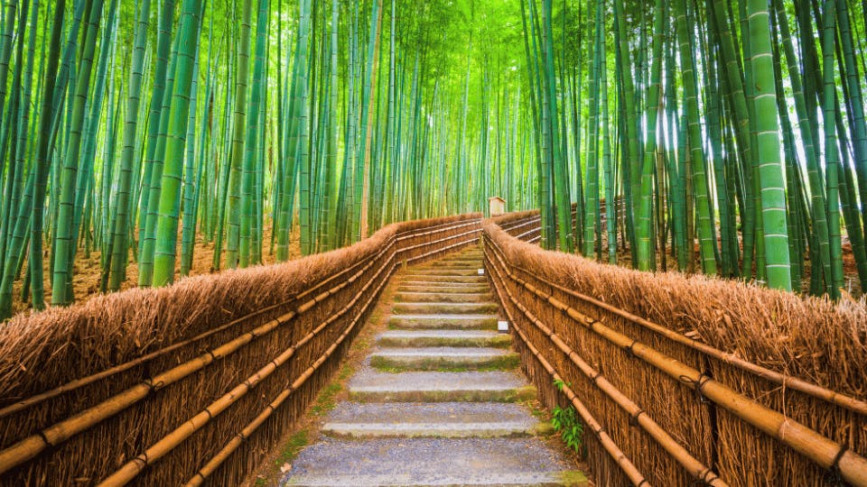 Arashiyama Bamboo Grove – Kyoto