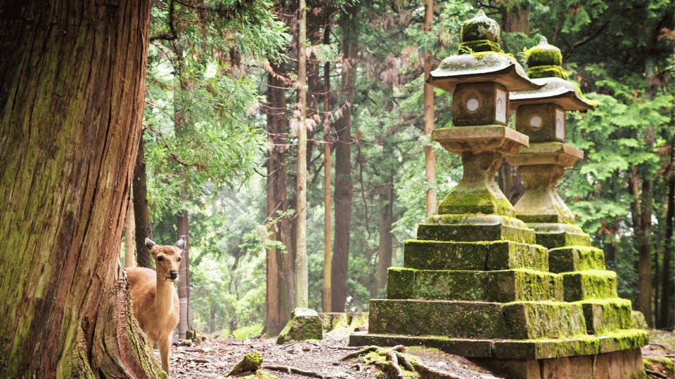 Nara – Ancient Temples and Deer