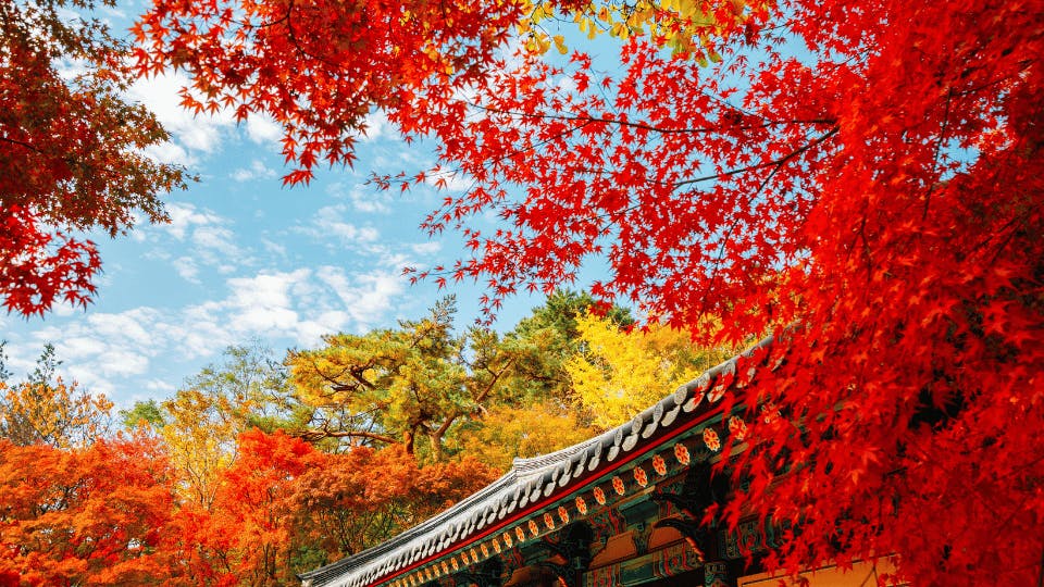 Fall foliage in South Korea