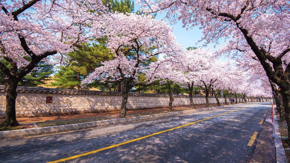 Cherry blossoms in South Korea