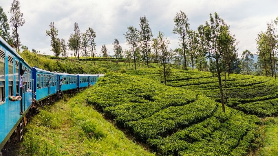 Blue train passing through lush tea plantations.