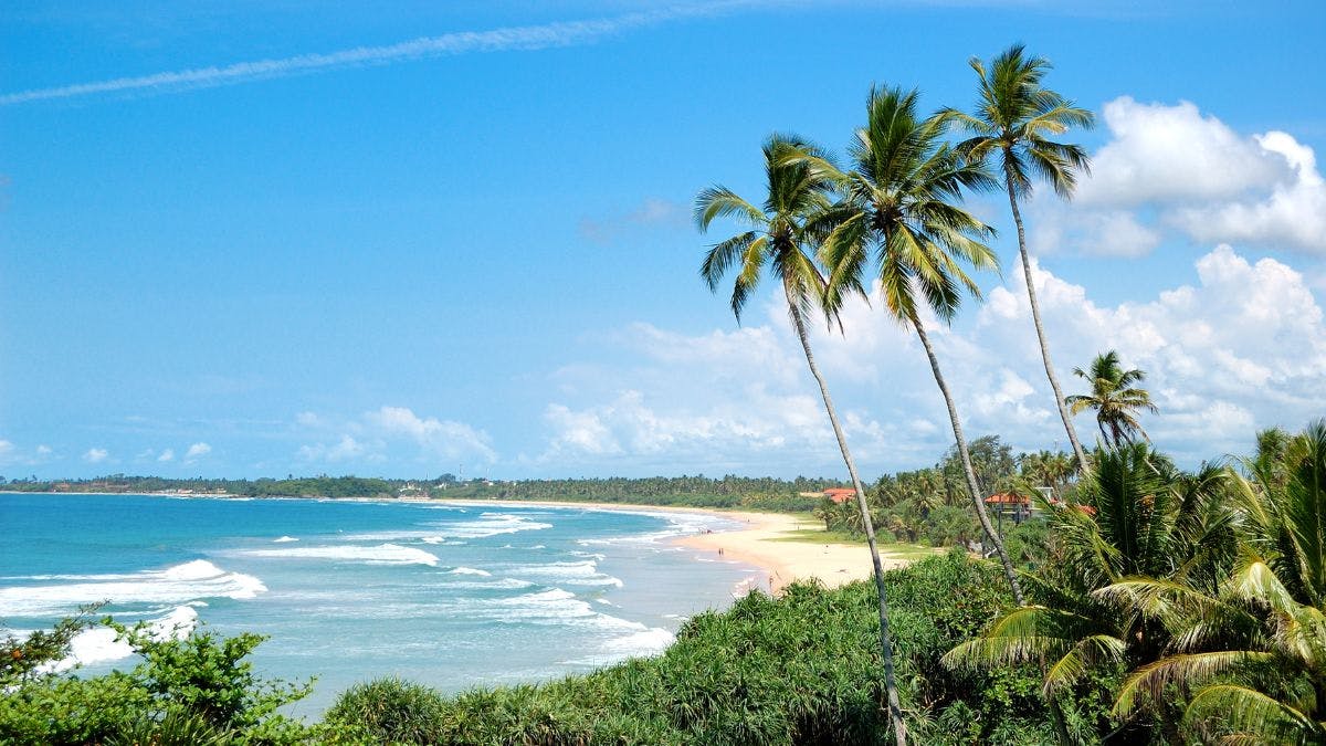 Tropical beach with palm trees.