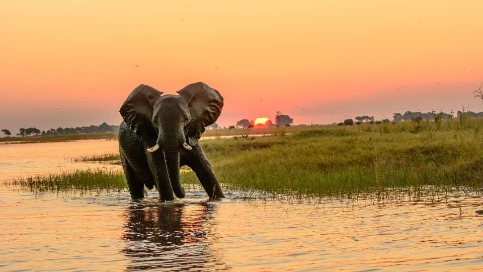 Elephant in river at sunset