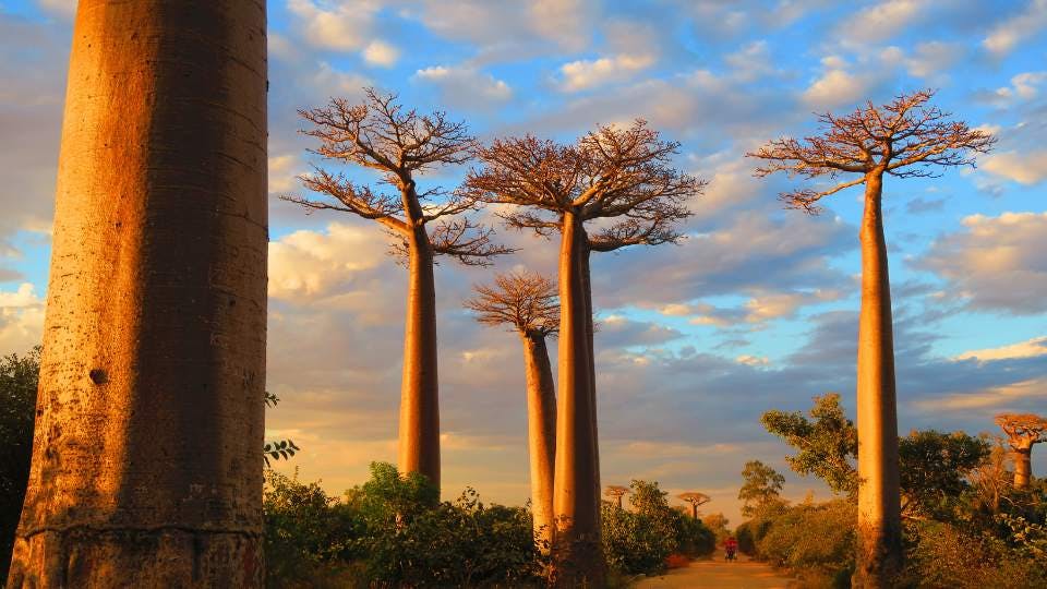 Baobab trees in Madagascar