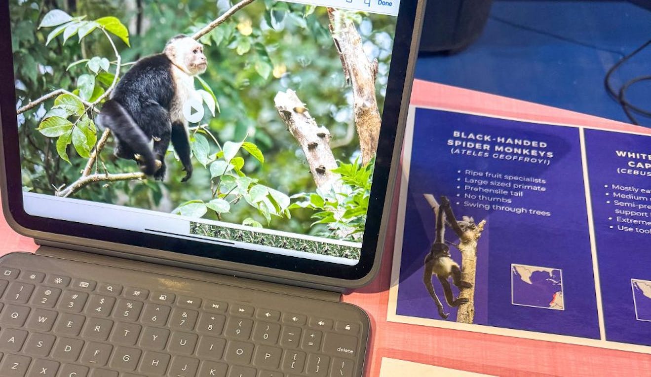 A laptop, with a Black-Handed Spider monkey on the screen, sits on a pink lab table.