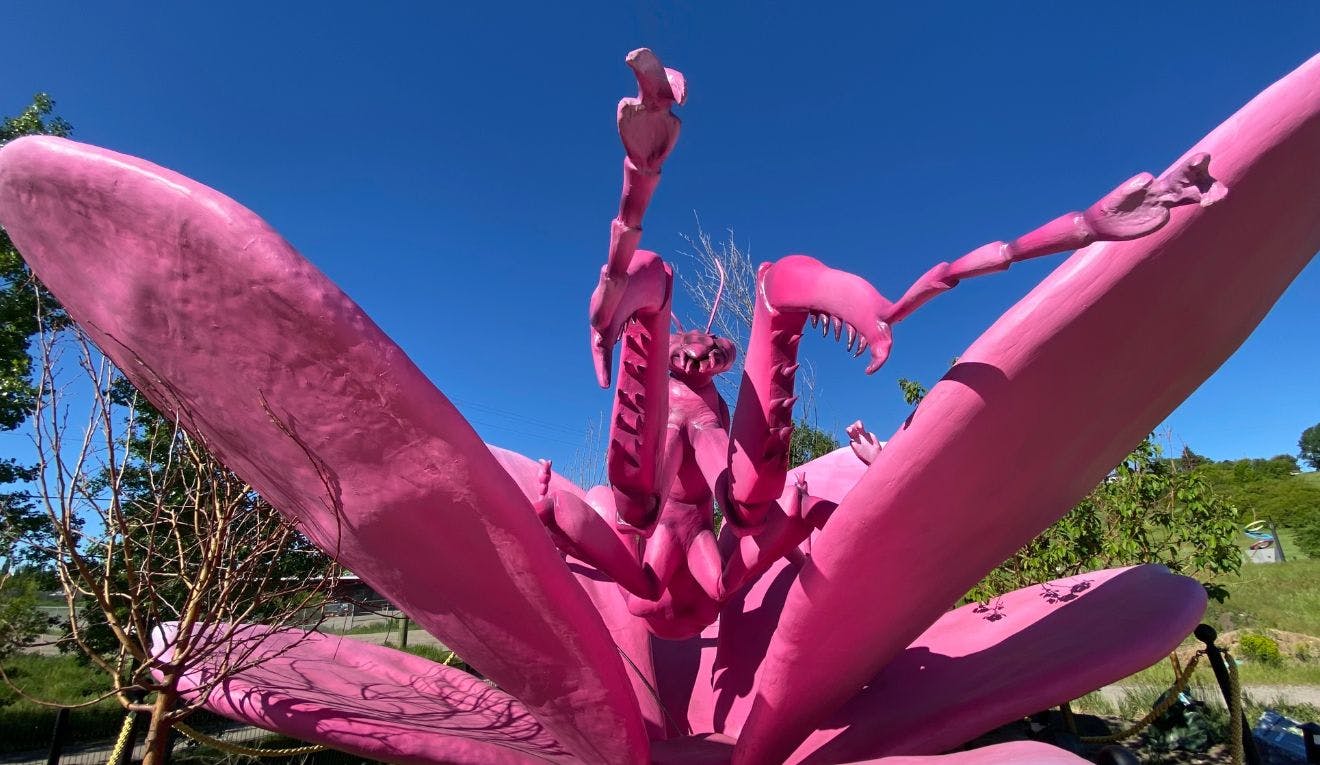 A giant fake pink Orchid Praying Mantis at TELUS Spark