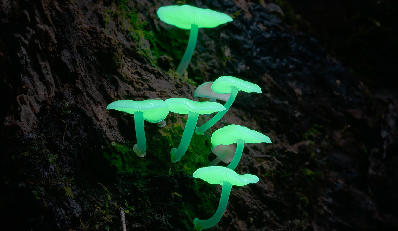 Glowing Axford Mushrooms