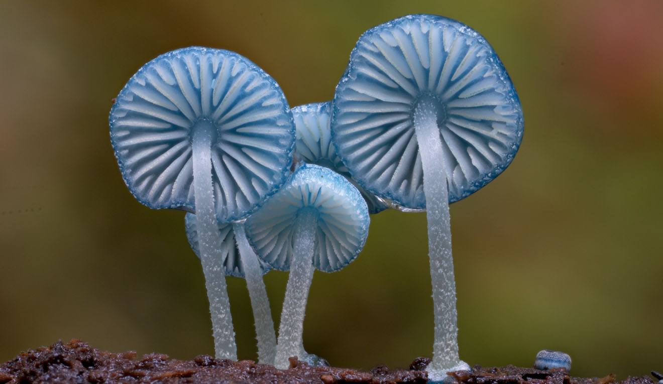 Fungi Pixie Parasol Axford