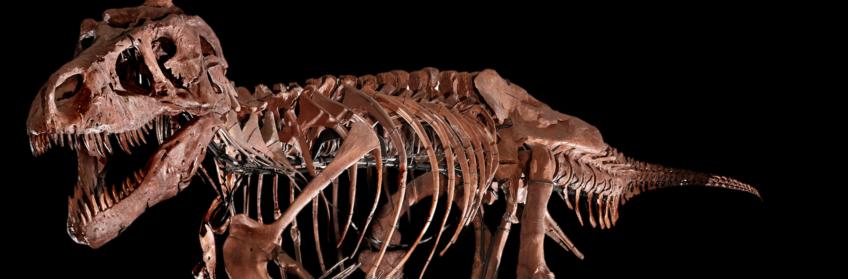 SUE: The T. rex Experience | TELUS Spark Science Centre