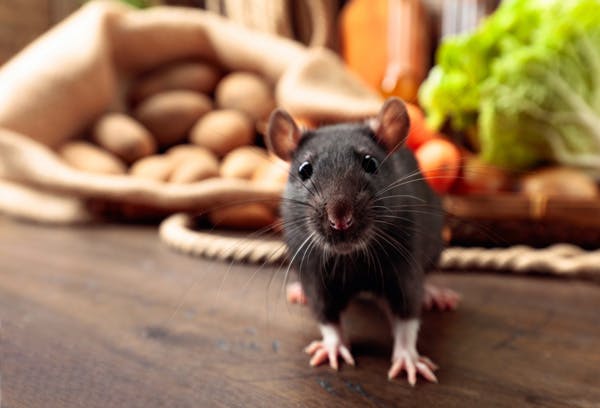 Traitement contre les souris et rats