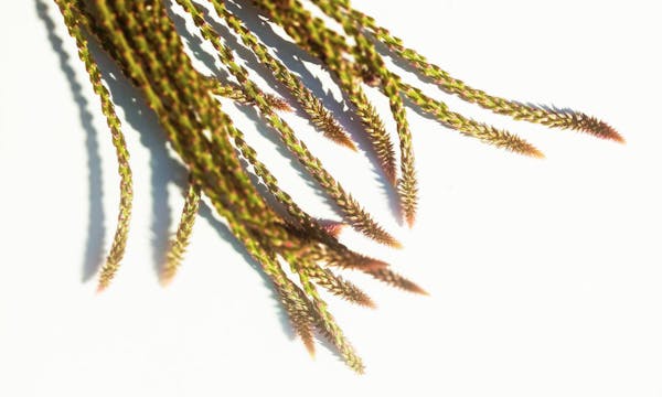 Tout ce que vous devez savoir sur la Prime de Partage de la Valeur (PPV)