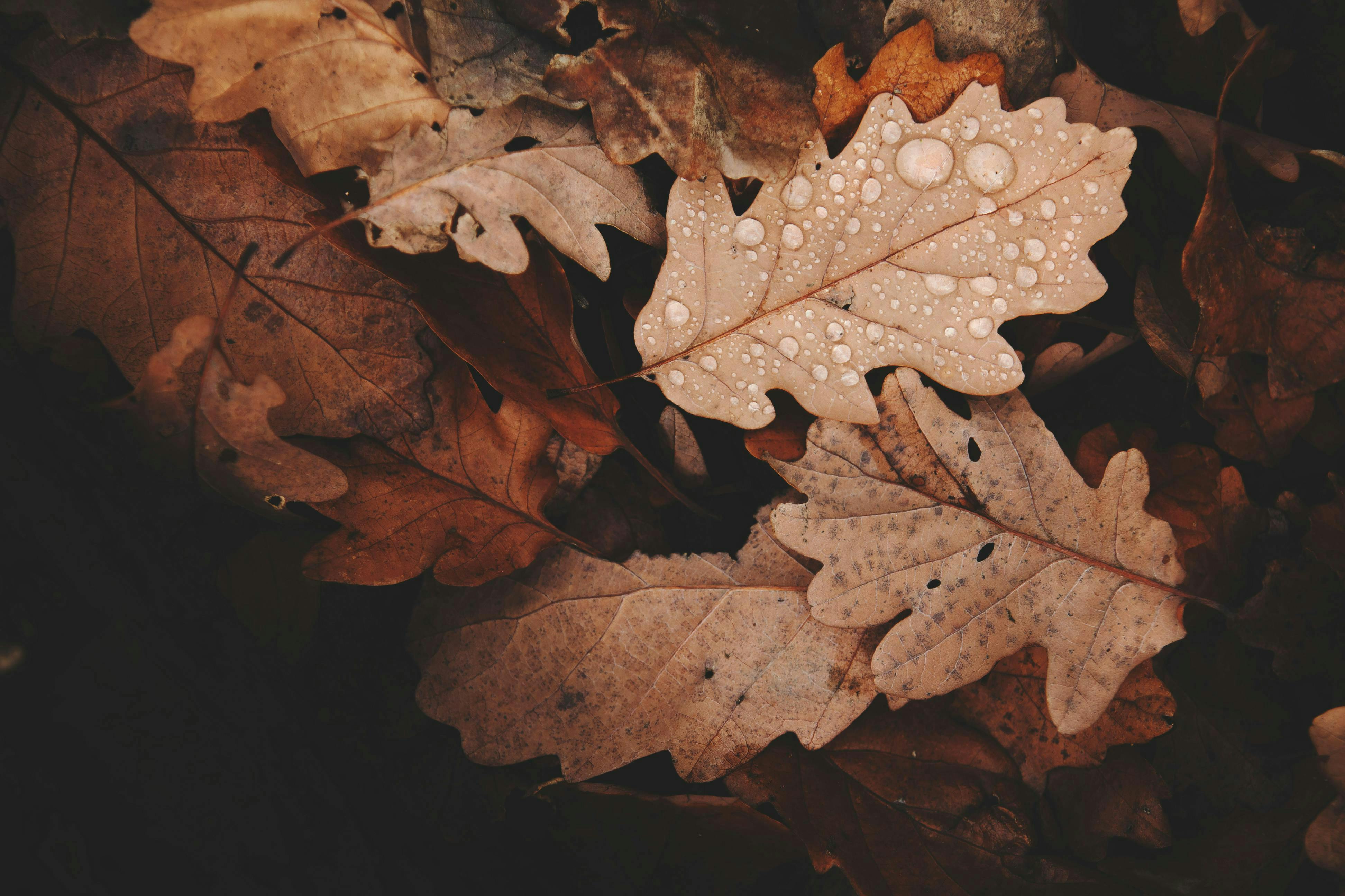 cover-image