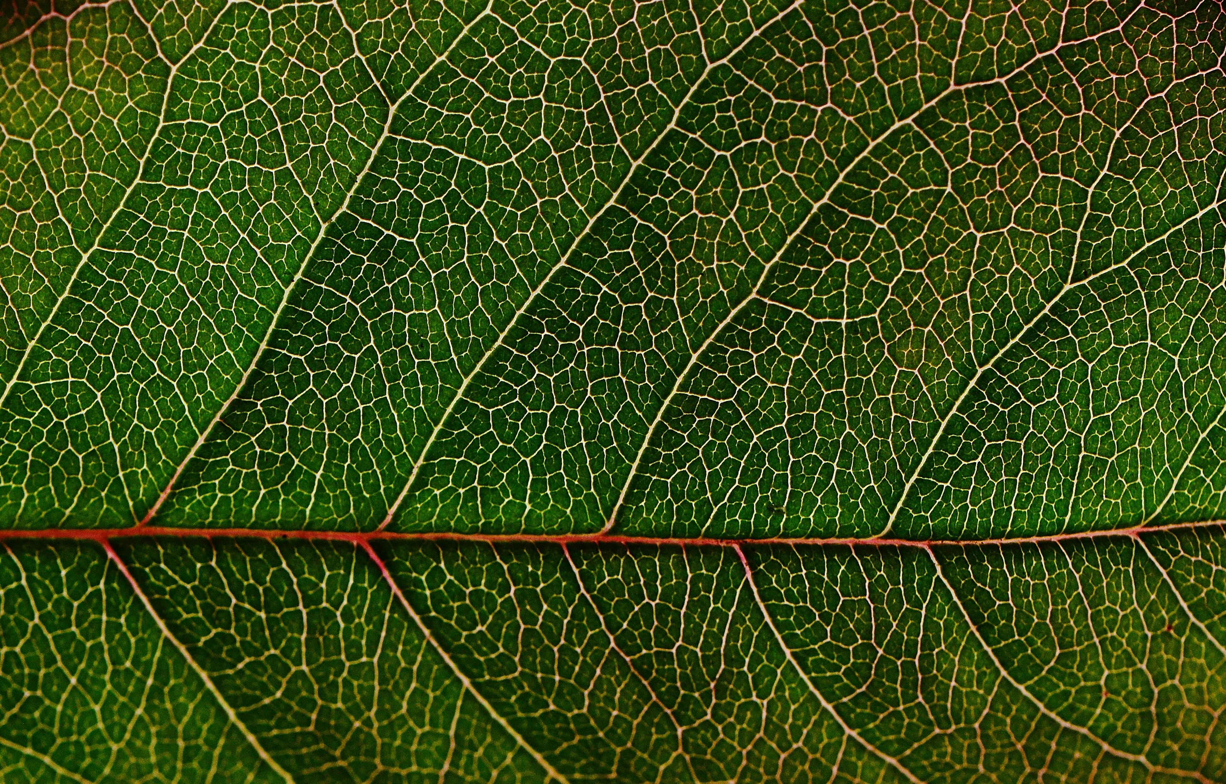 cover-image