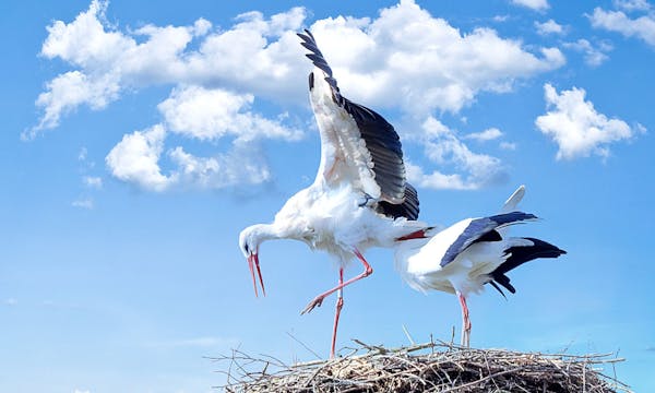 Expert-comptable à Strasbourg : comptabilité et conseil sur mesure