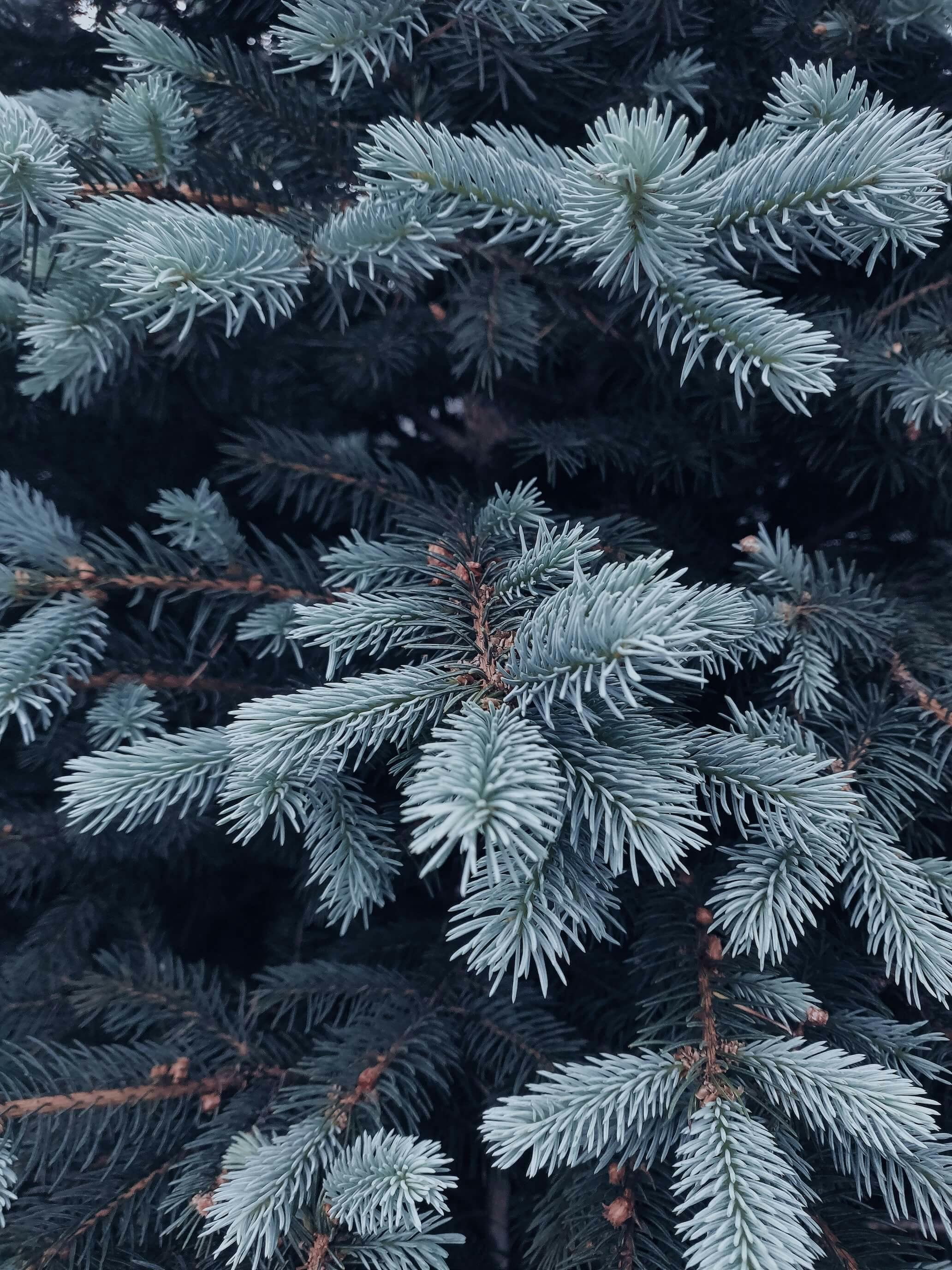 arbre-de-noel-en-entreprise