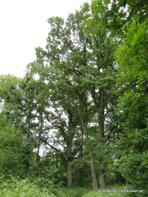 Alte Bäume im Park
