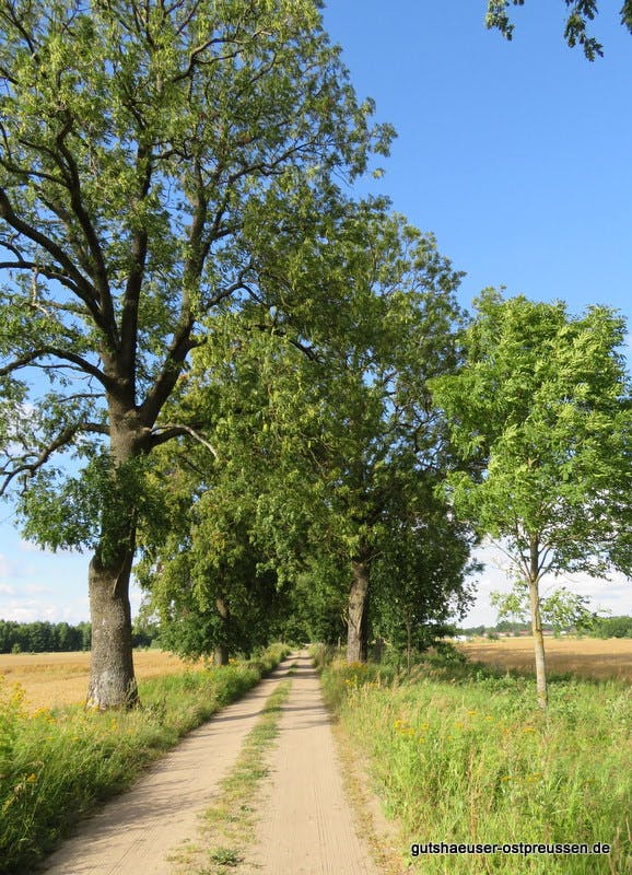 Allee zum Gutsgelände