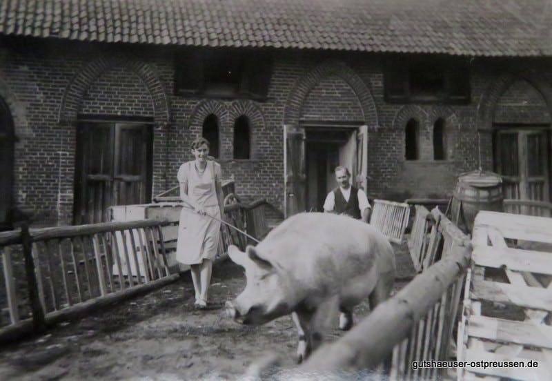 Originalfoto "Schweinewiegen" um 1929