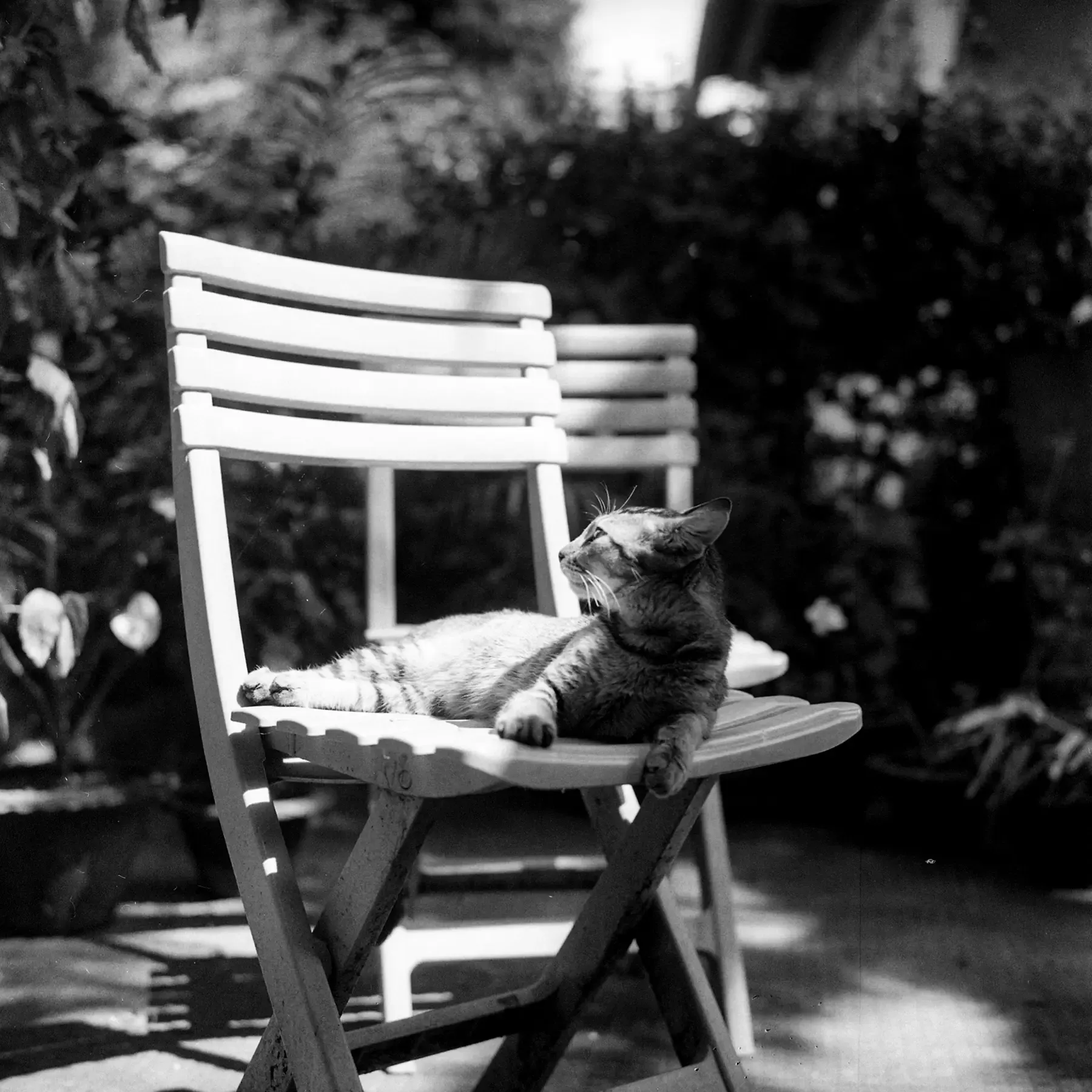 Grief is a cat