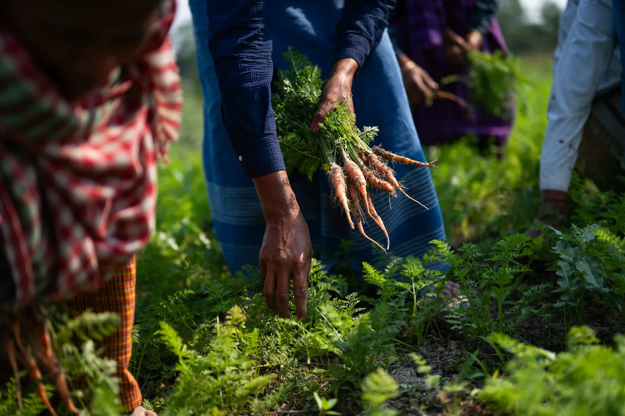 Sustainable Livelihoods