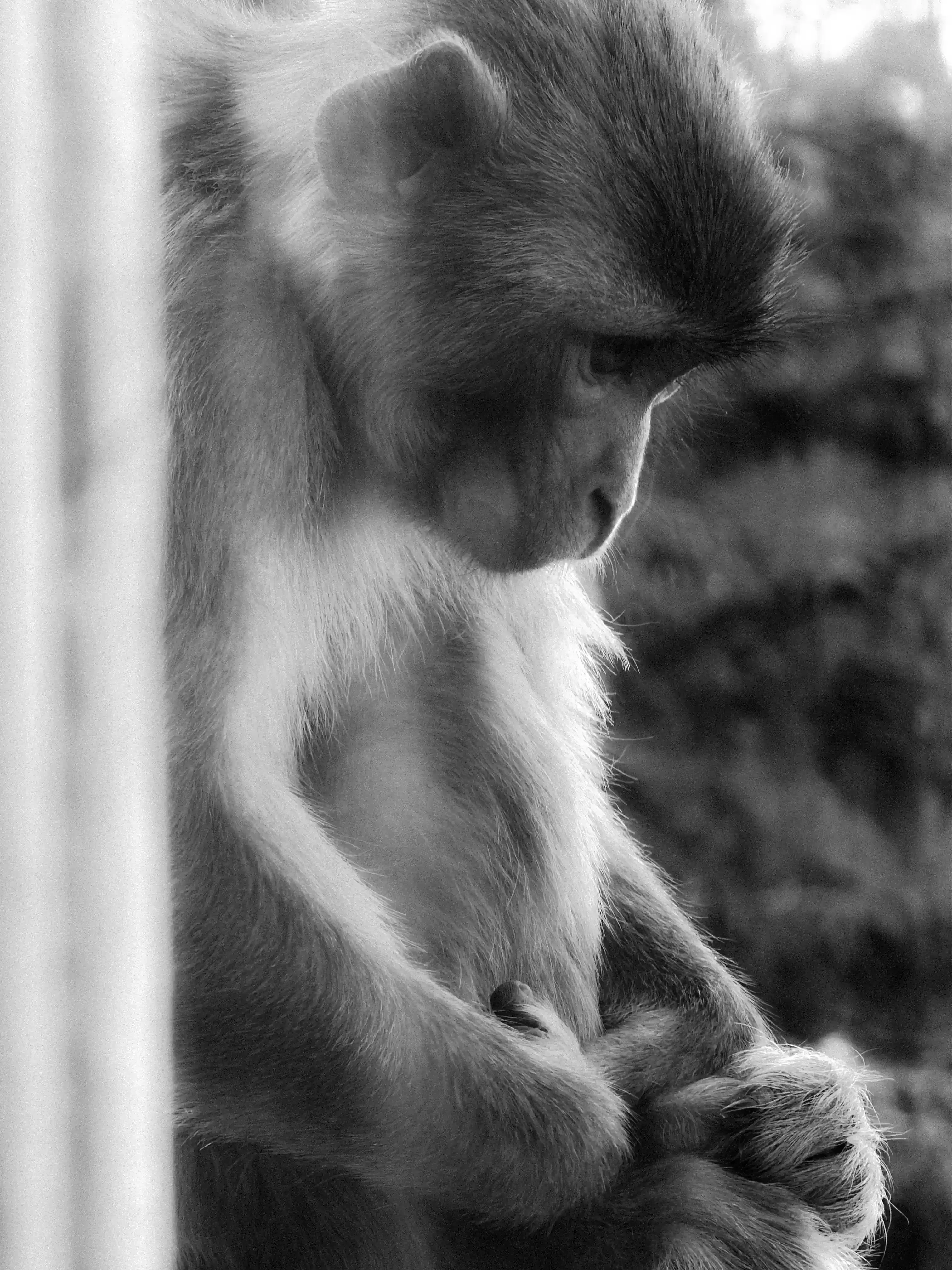 The Humanity of Animals
