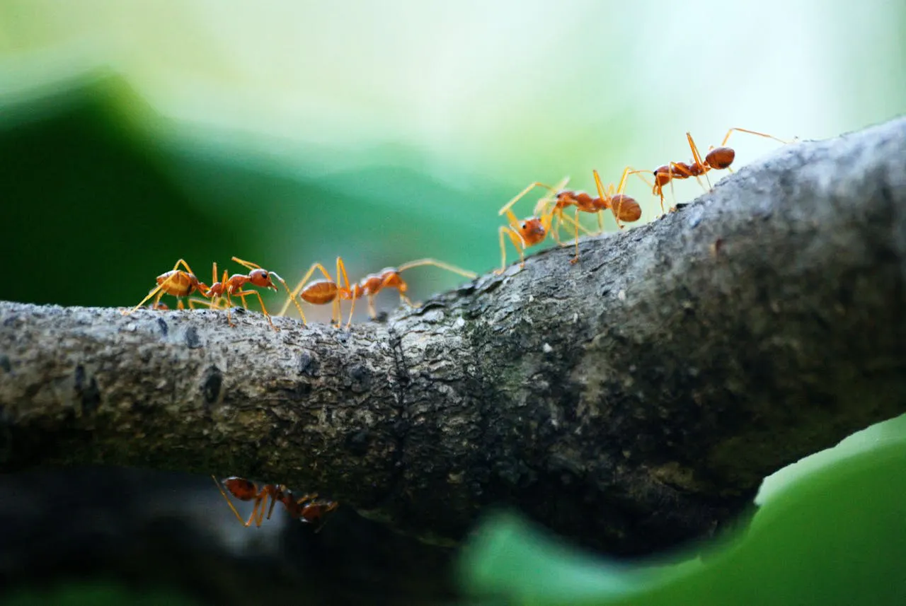 Ant control and exterminator service