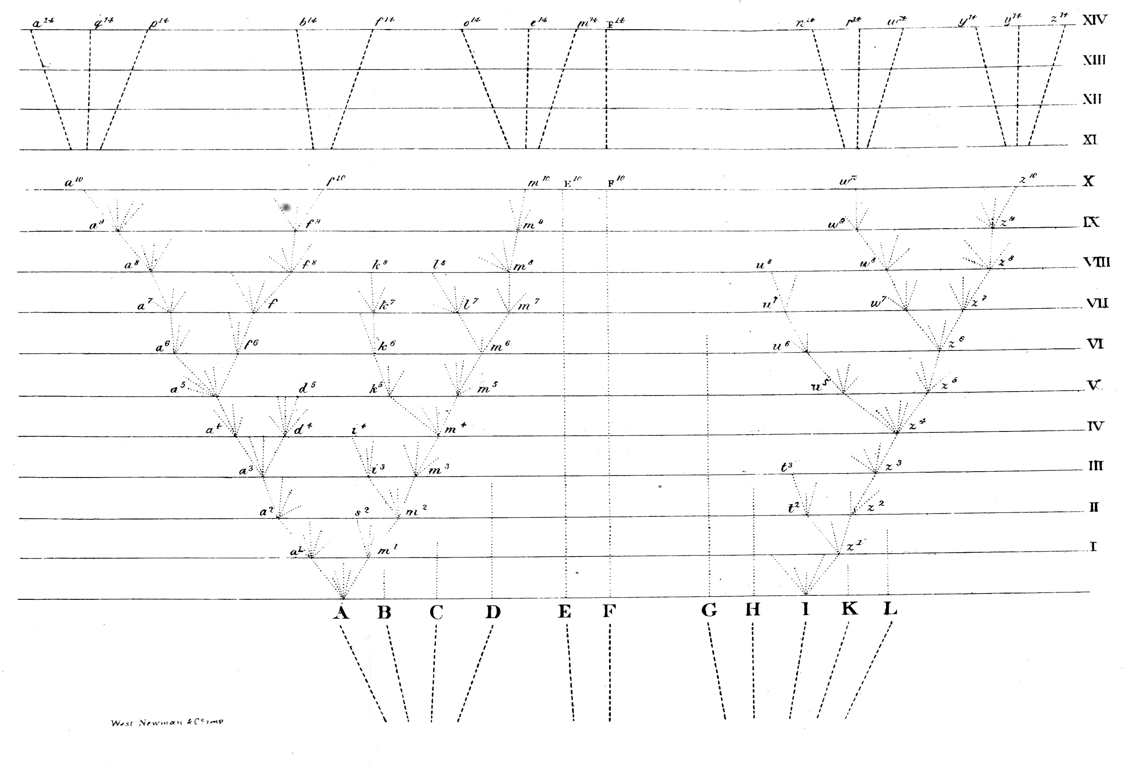 Darwin's diagram of divergence of character: eleven species of a genus, A to L, stand at unequal distances along the bottom; dotted, branching lines rise from A and from I through fourteen horizontal levels (I–XIV), each standing for a thousand or more generations, to lettered descendants such as a¹⁰, f¹⁰, m¹⁰ and a¹⁴ to z¹⁴, while the other species continue unchanged (E, F) or die out.