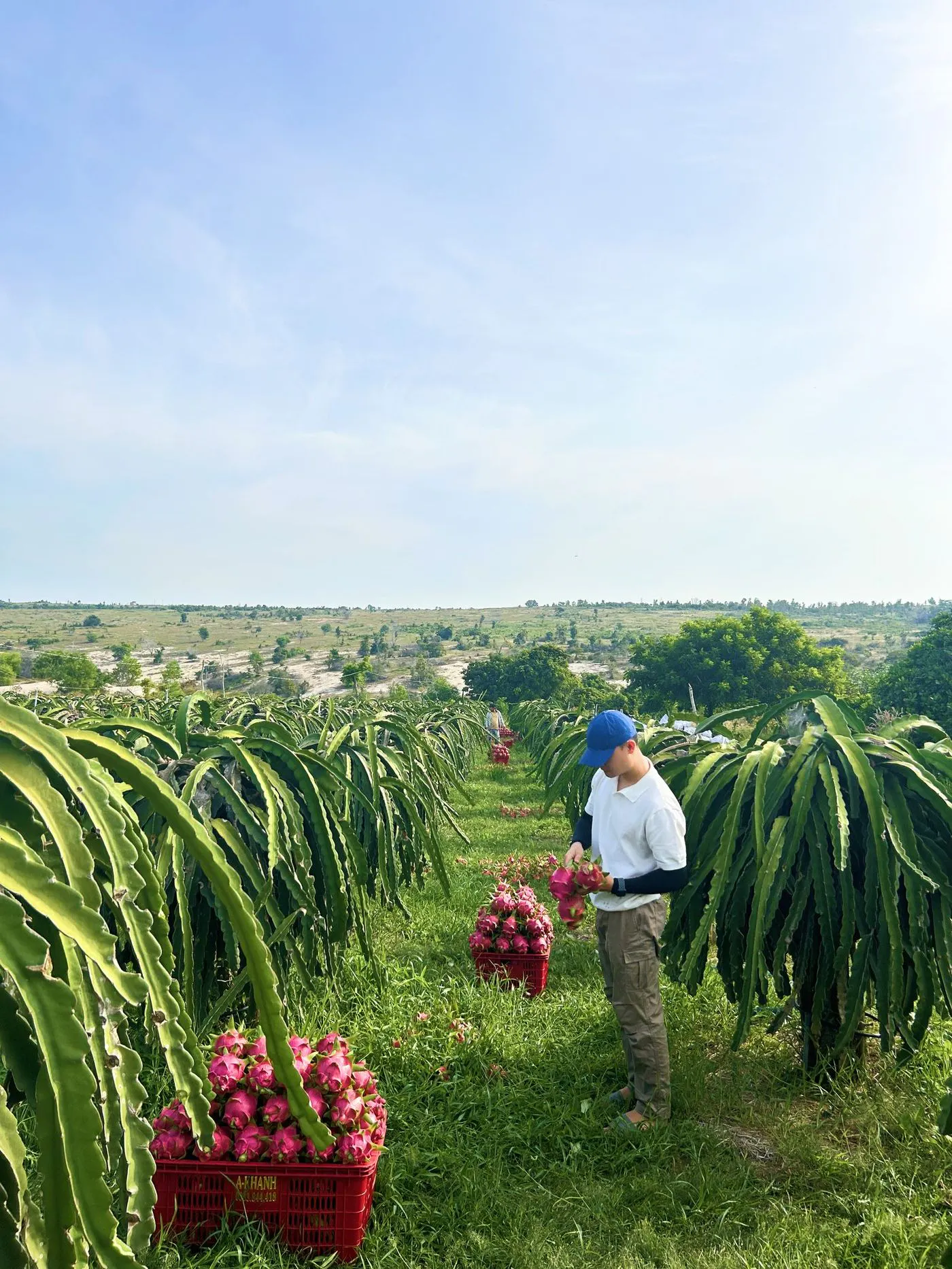 Binh Thuan dragon fruit raw material zone: VietGAP growing area scale and procurement capacity of 50-100 tons/day