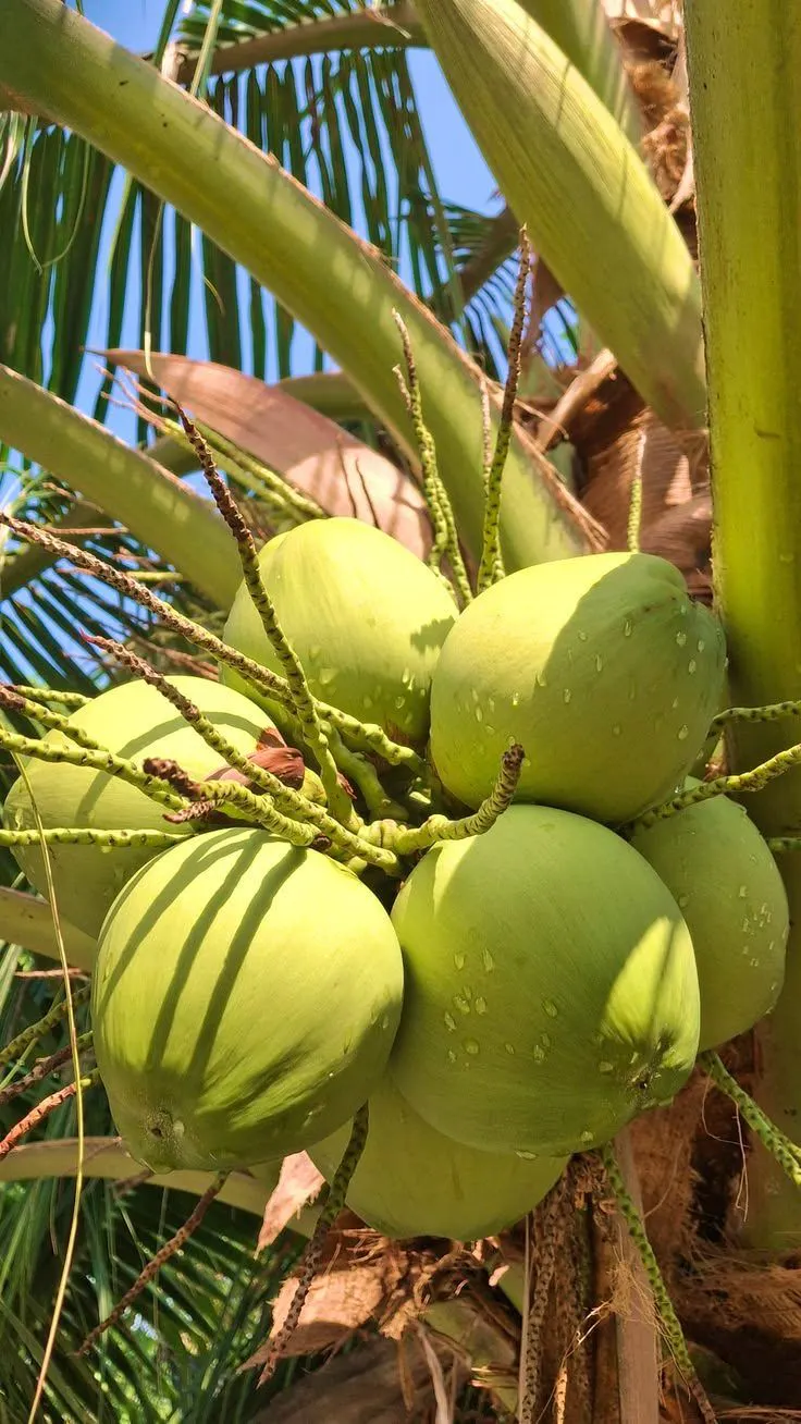 Vietnamese Fruit Season Calendar by Month: Optimal Ordering Times for Importers