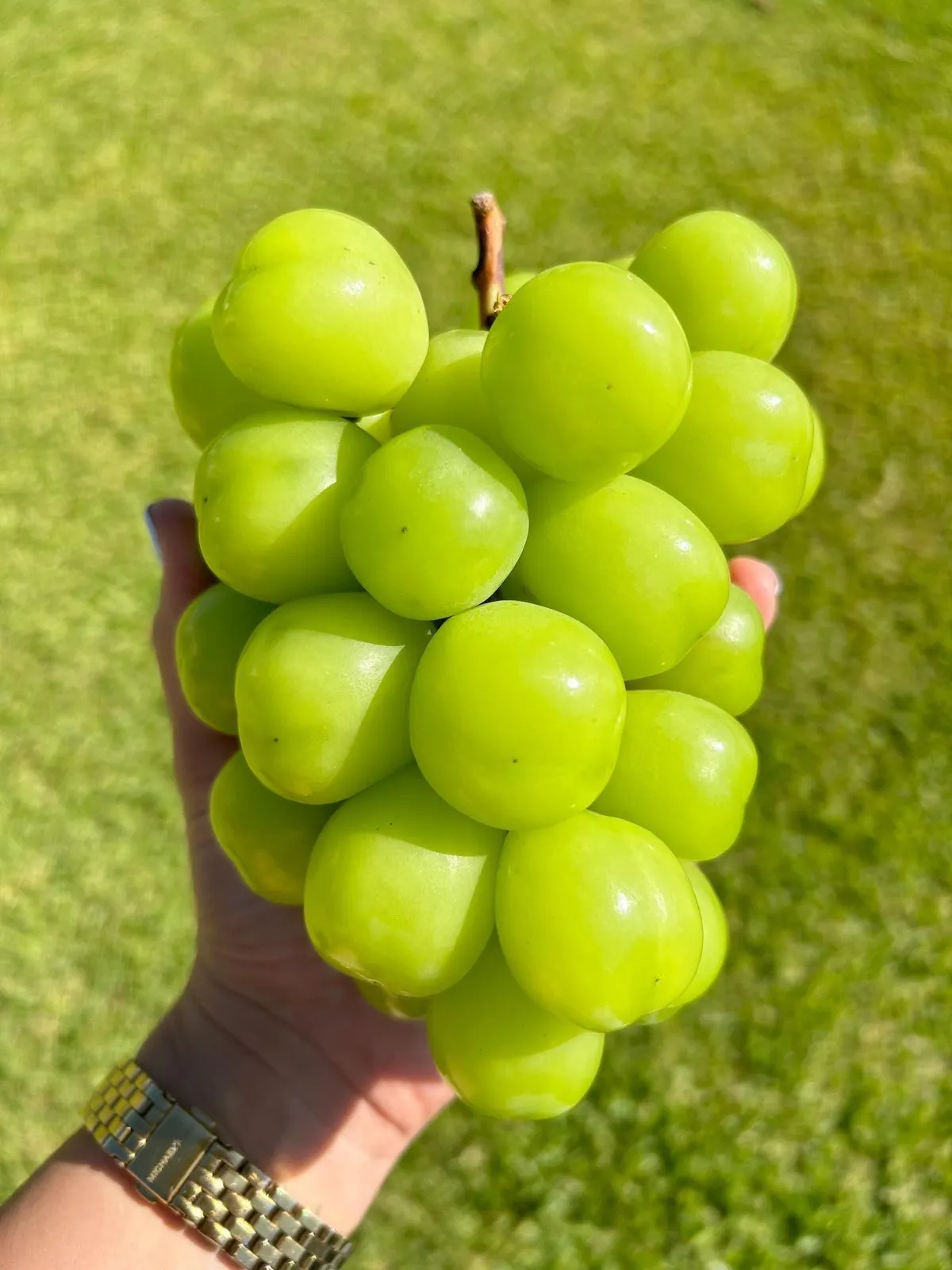 Grapes