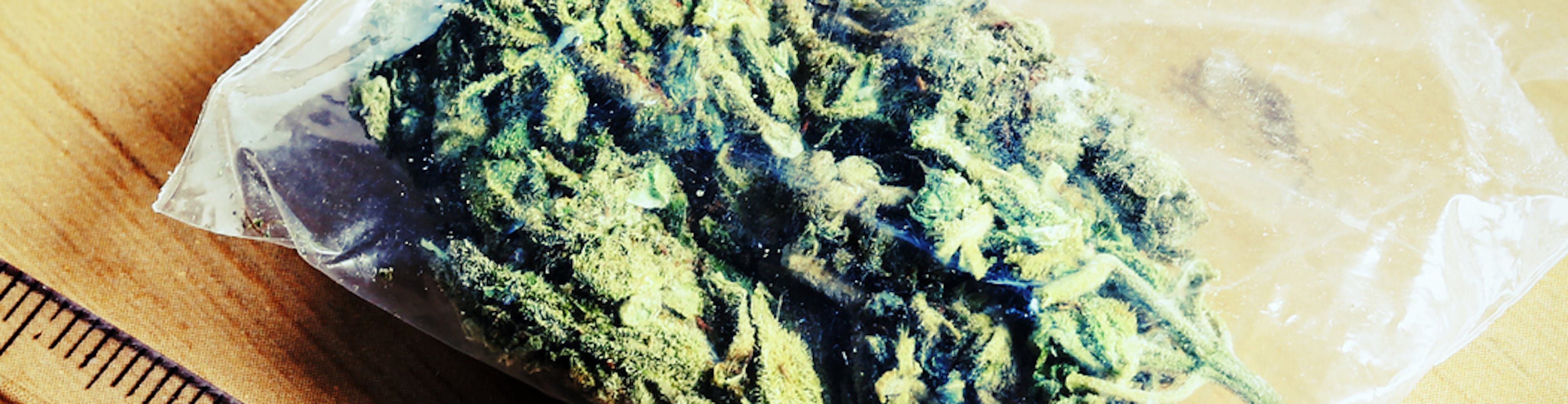 Must-Attend New England Cannabis Events - Spring & Summer 2025