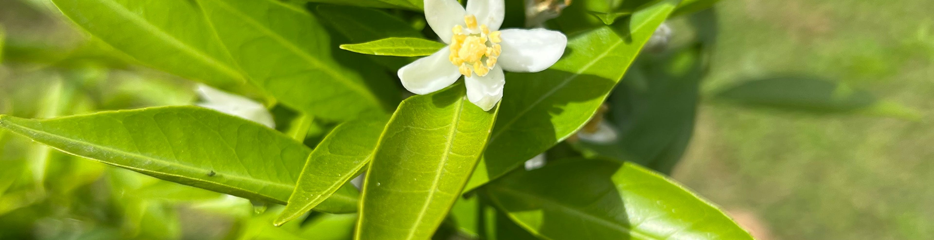 What’s in Your Favorite Flower?