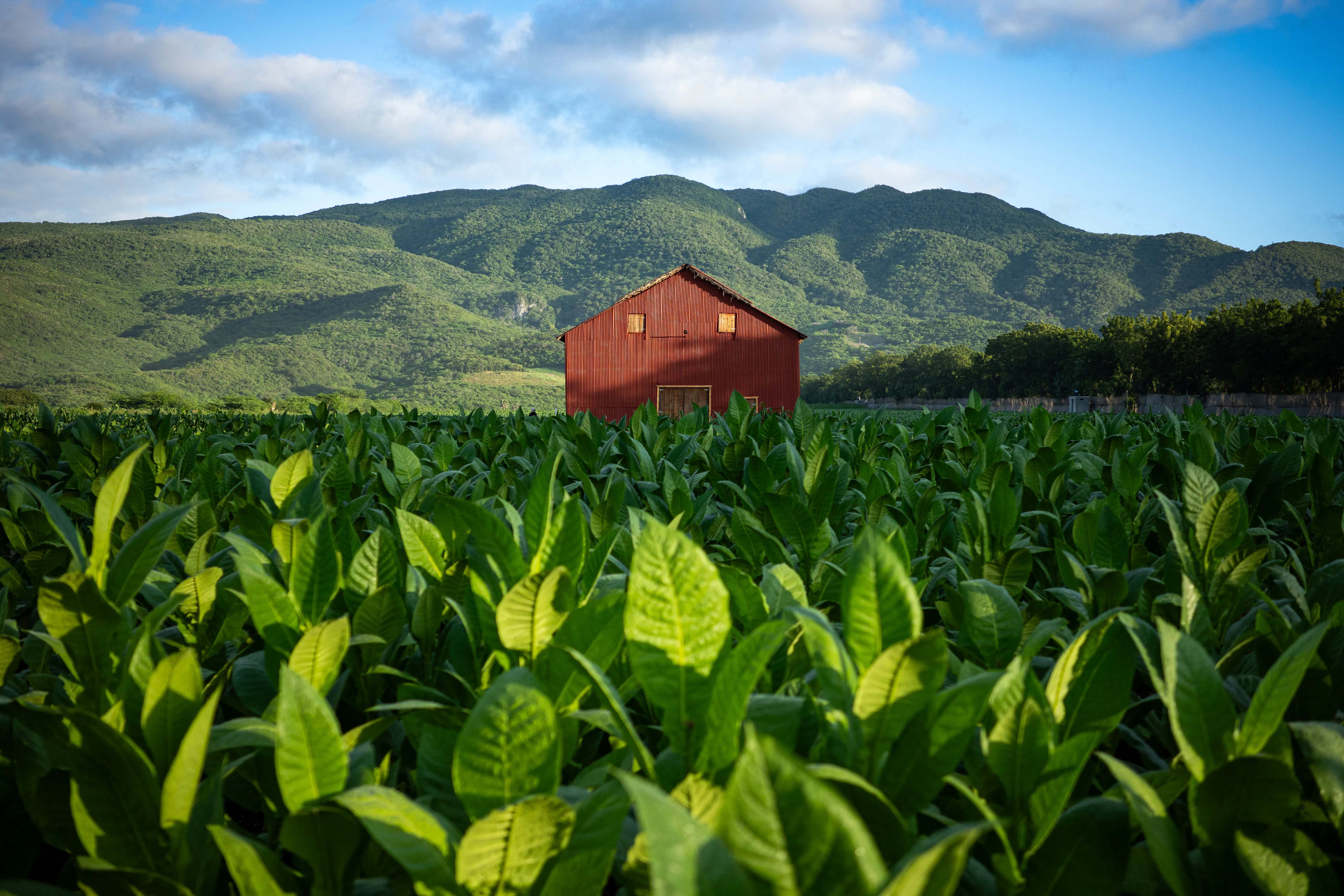 al fakher tobacco flavors list Al Fakher Shisha Tobacco