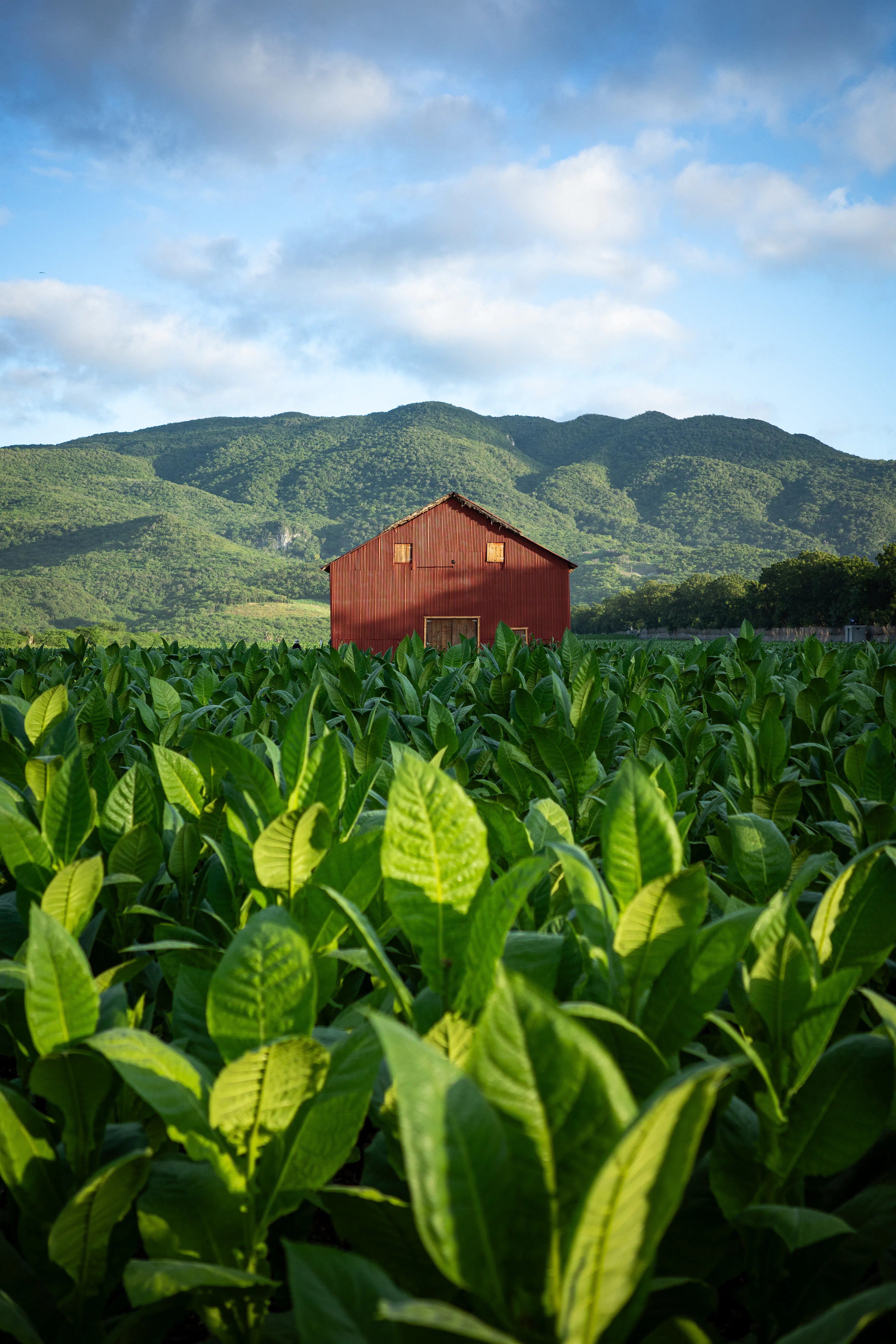 what does additive free tobacco mean No Additives