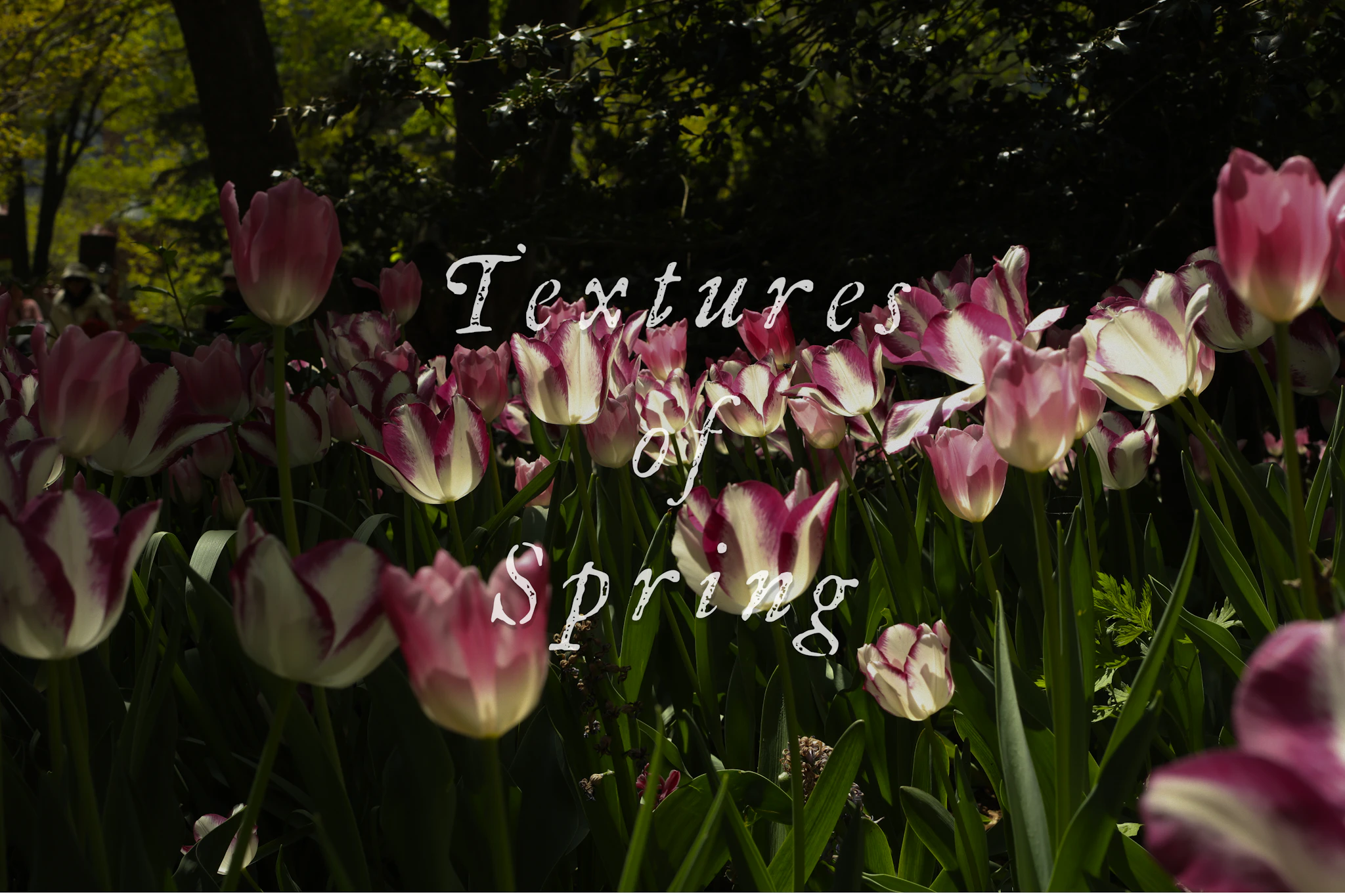 Textures of Spring – 2026